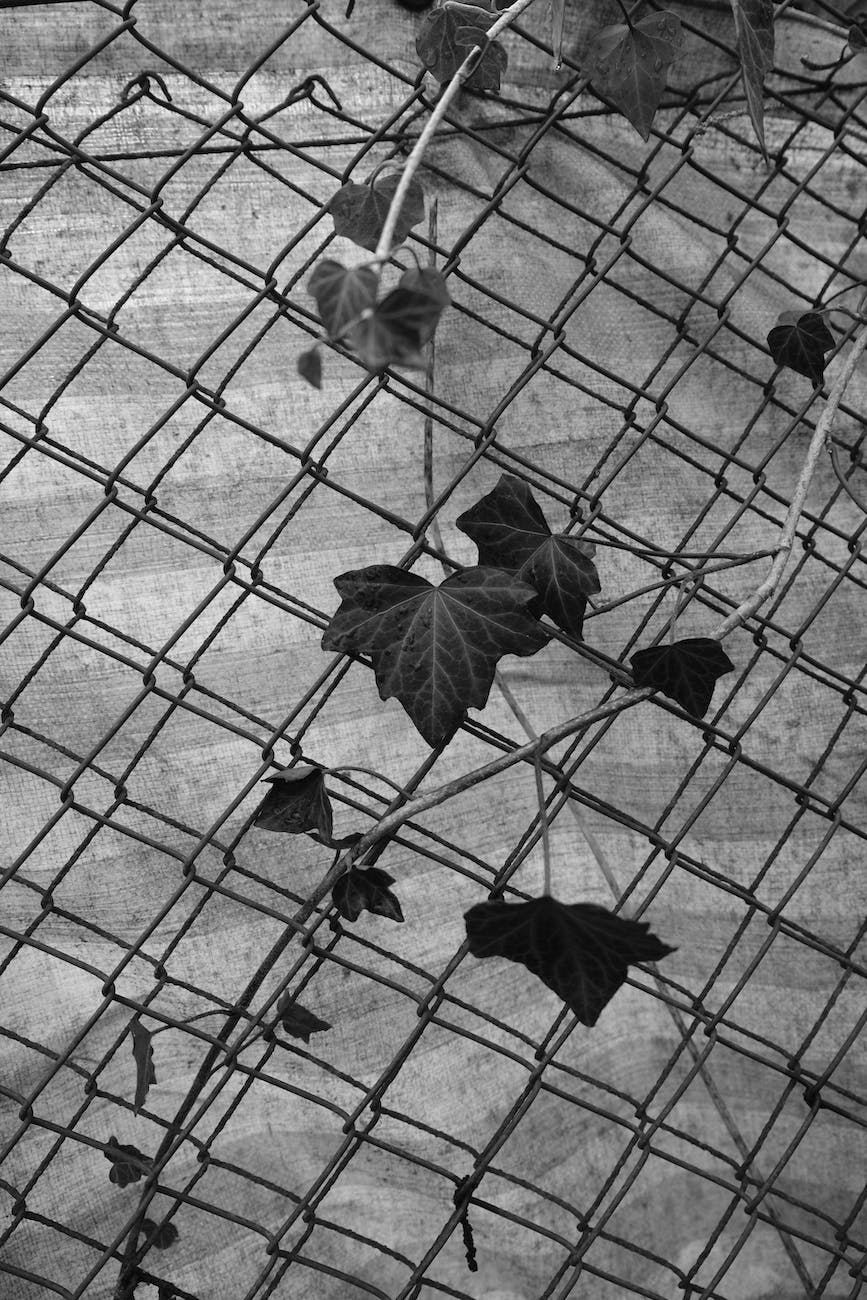 leaves on fence